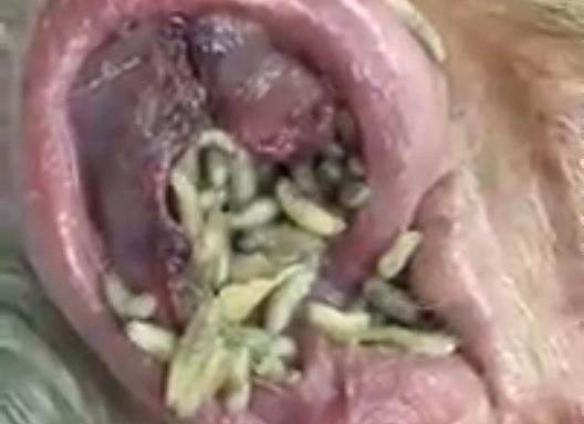 Worms in the ear. Super disgusting!
