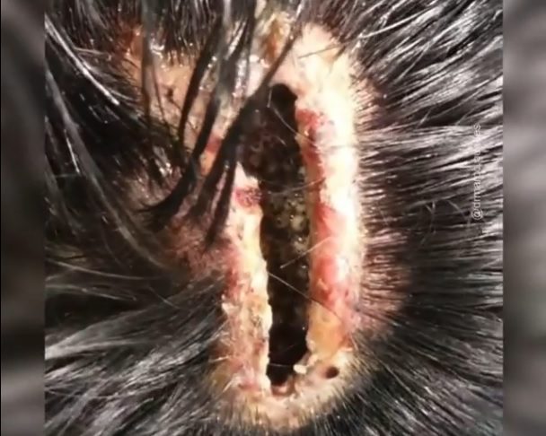 Man attacked on the street with iron bar has a huge crack in his head.