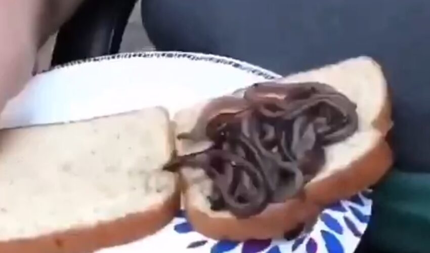 Man eating worms with bread – disgusting!