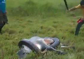 Anaconda tries to eat a cow, but is killed by a machete.