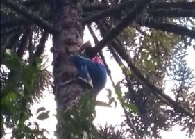 Man falls from a pine tree in Brazil and his friends get desperate.