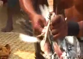 Man kills chicken with his bare hands and brings it back to life in a macabre ritual.