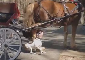 Pitbull attacks a horse that was pulling a carriage carrying young family but the horse shows who is the boss!