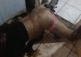 Woman found dead stinking and in a state of putrefaction in Brazil.