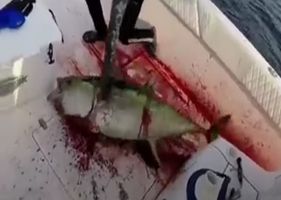 Fishermen rip the heart out of a big fish and leave it agonizing in pain until it dies.