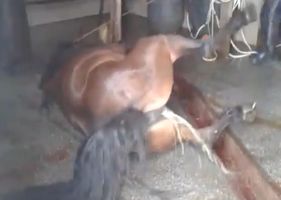 Hell Slaughterhouse: Why kill a horse like that?