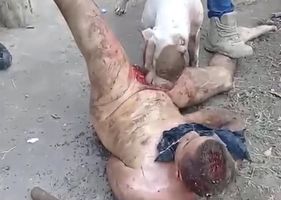 Man being castrated alive by pit bull dogs bite. This man is having his genitals eaten by a dog.