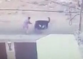 Man being savagely attacked by two dogs.