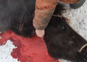 Poor animal being beheaded and having its blood drained.