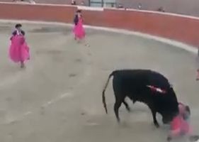 Bullfighter receives the severe punishment of a bull for spearing him with a spear.