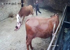 Cow attacks a 4-year-old girl with her mother shortly after giving birth to a calf.