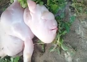 Goat gives birth to a bizarre creature mixed with humans in Brazil.