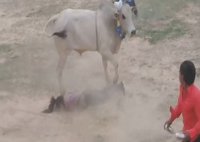 Bull tramples and crushes female bullfighter.