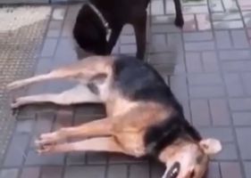 Dog suffering from a serious illness while another dog licks its ass.