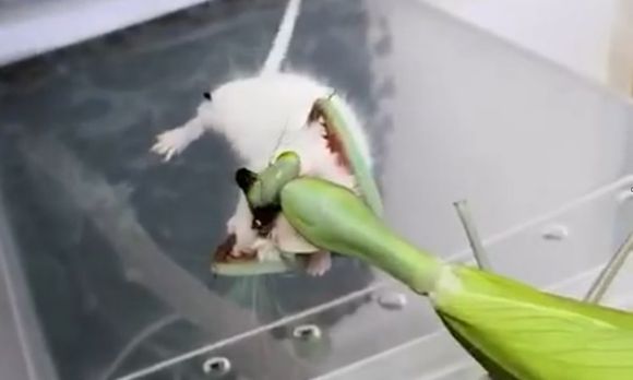 Mantis eating a little white mouse for dinner Photo 0001 Video Thumb