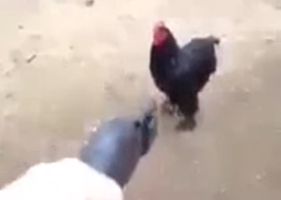 Hilarious Boy shoots chicken for fun!