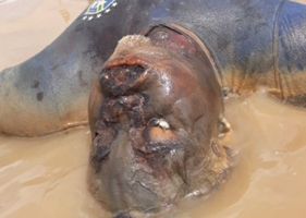 A bloated body in an advanced state of putrefaction is found floating in a river in Brazil.