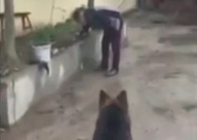 German Shepherd picks up an explosive planted by its owner.