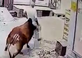 Terrible incident, bull attacks elderly woman.