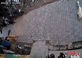 Man kills sleeping dog by throwing a brick Photo 0001