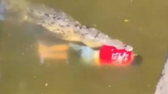 Man dies attacked by crocodile Photo 0001 Video Thumb