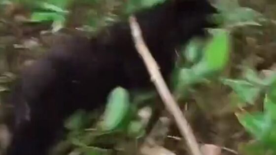 Black bear attacking human Photo 0001 Video Thumb
