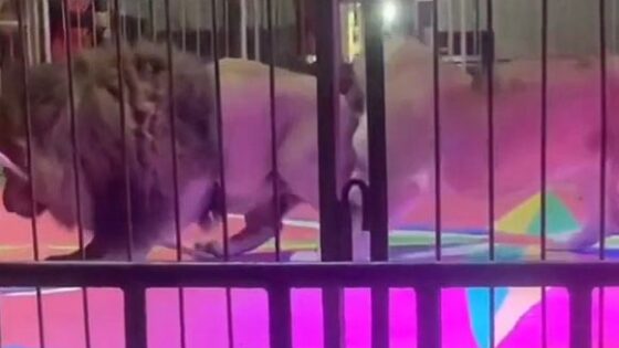 Lion attacks trainer in cage Photo 0001 Video Thumb
