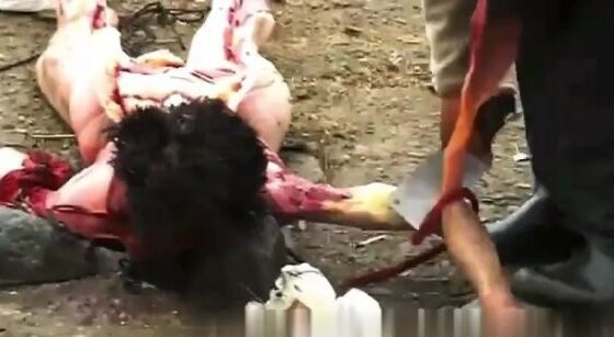 Body of a dead woman being completely boned and torn apart by a death ritual Photo 0001 Video Thumb