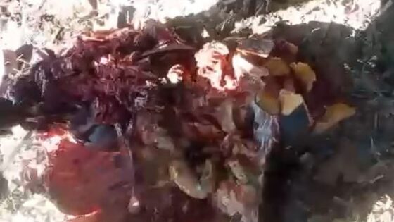 Haitian brutality and cruelty transforms a dead mans body into an unrecognizable piece of meat Photo 0001 Video Thumb