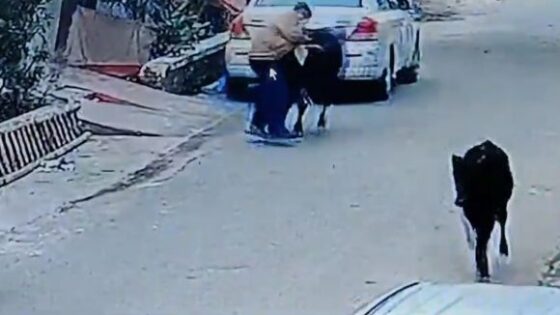 Bull attacks and kills retired bank employee in bareilly india now that is animal evil Photo 0001 Video Thumb