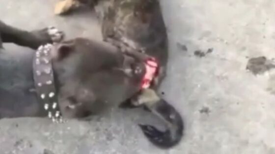 The most evil pitbull in the world devours his fellow man in a scene of barbaric cannibalism Photo 0001 Video Thumb