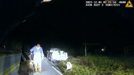 Kodiak bear cubs are found by police wandering on the road in florida Photo 0001 Video Thumb